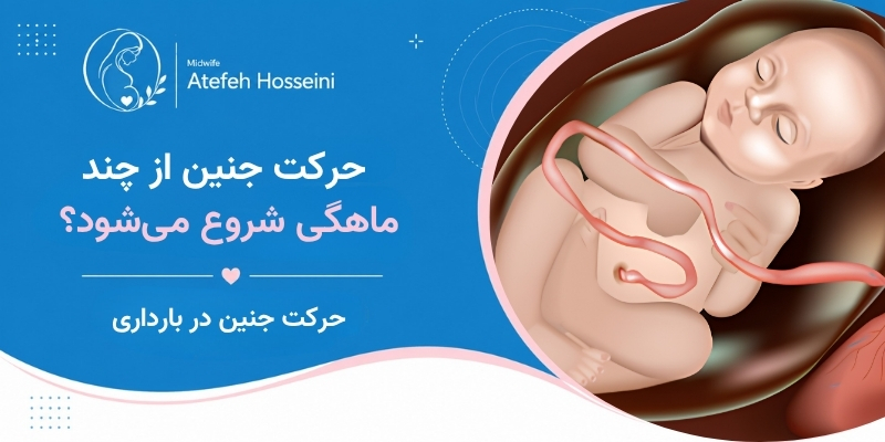 حرکت جنین از چند ماهگی شروع می‌شود؟